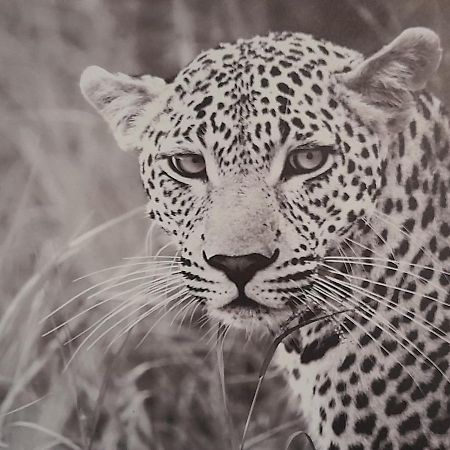 Animalier Apartment Joigny Luaran gambar